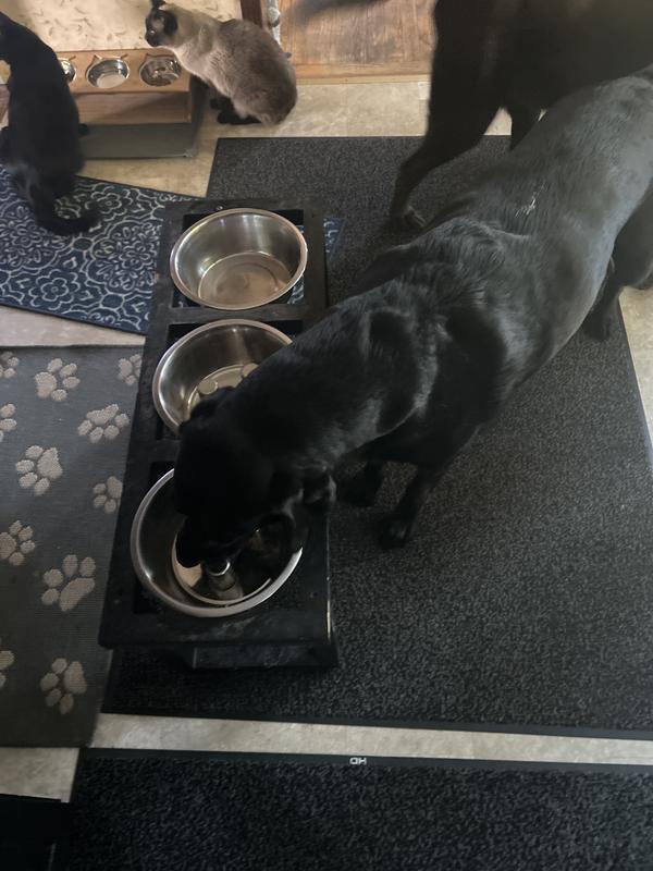 They lick their bowls clean!