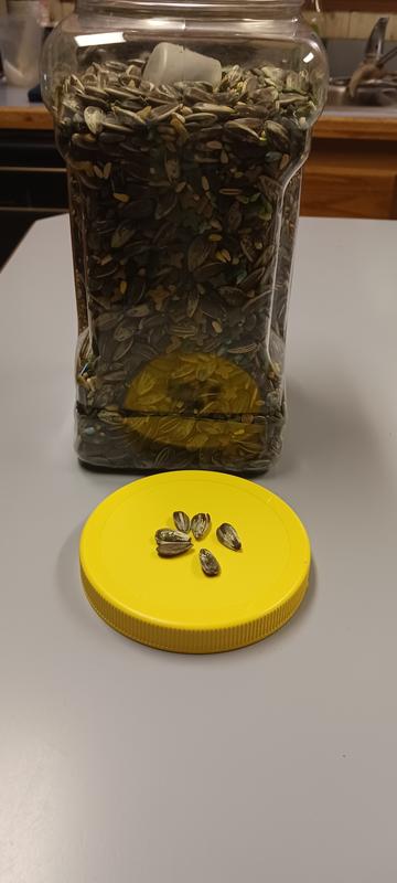 sunflower to seed ration is bad and sunflower seeds to large.