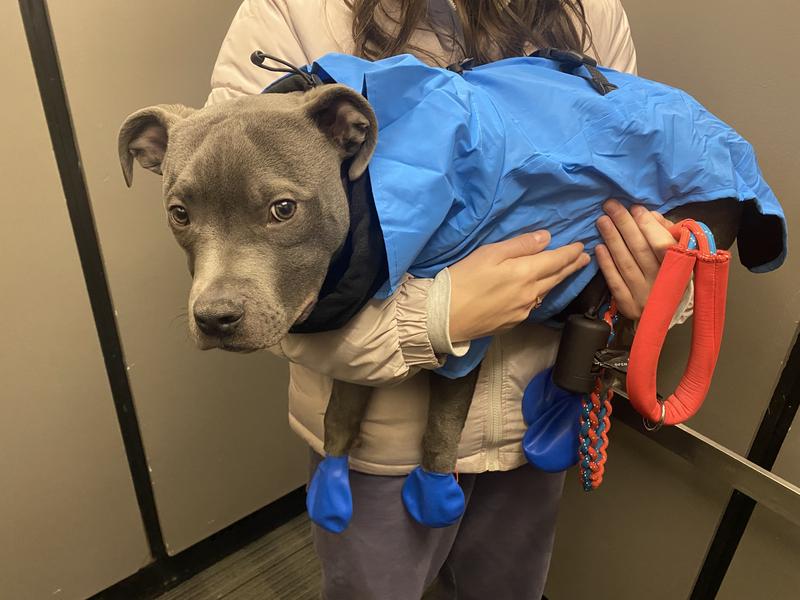 I promise he liked the coat, he just didn’t want to be carried