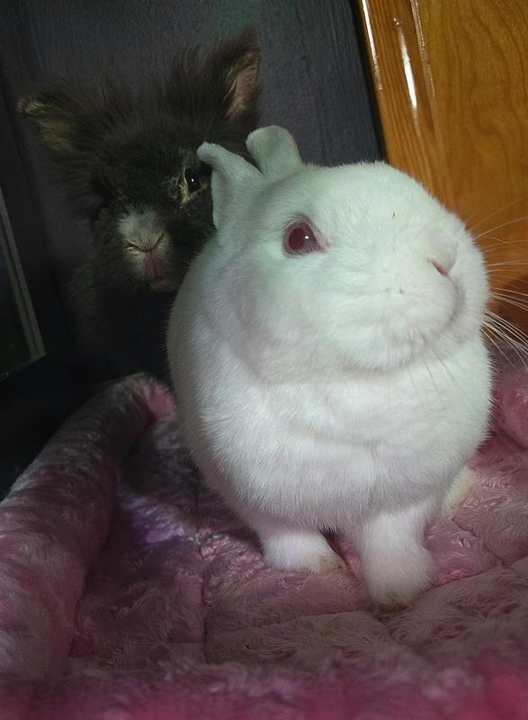 Bun tested, bunny mama approved