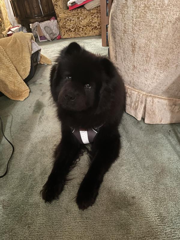 I like my food especially when mommy mixes it with steak or Blue Buffalo.