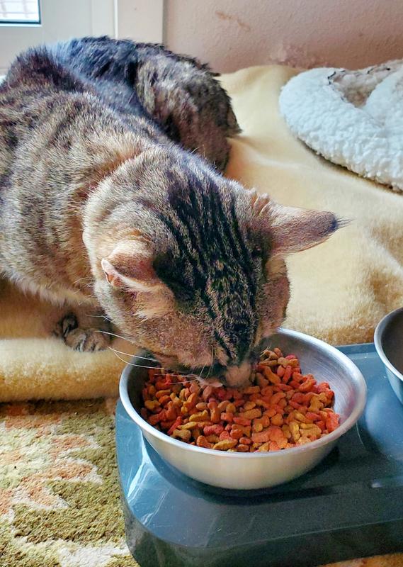Health checks for a senior cat with increased appetite