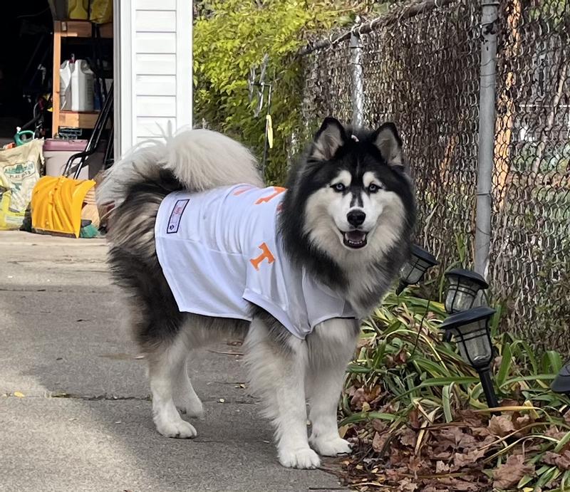 Pets First NCAA Dog & Cat Mesh Jersey, Louisiana State Tigers