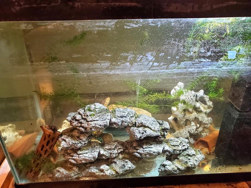 The before pic, right after the water change.