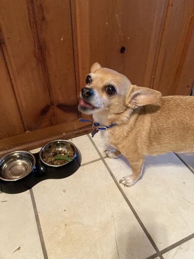 Hi there Chewy!  Thank you for recommending Wellness dog food!