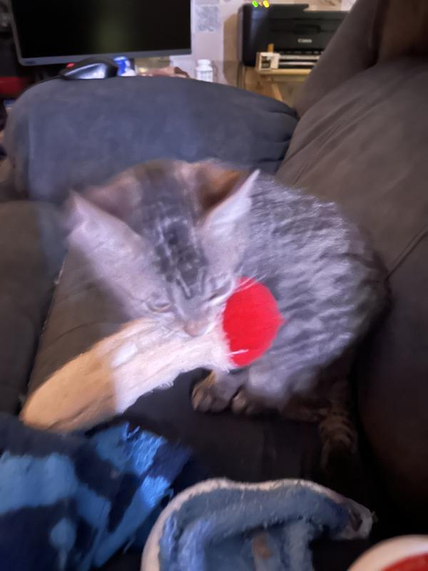 Tristan loves his mushroom 🍄