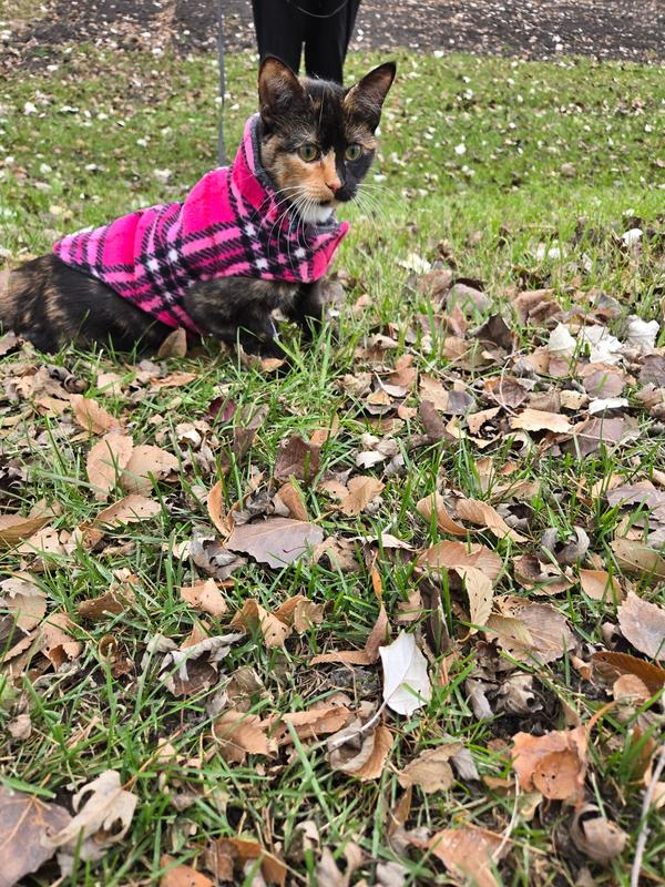 Pepper's outdoor adventure!