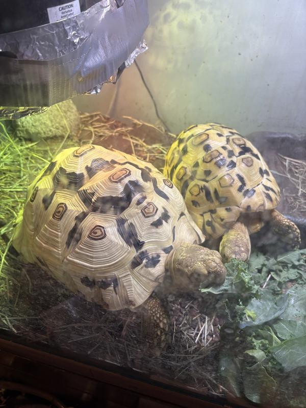 Eating collard greens & Mazuri Tortoise diet in their holding pin while I clean out their enclosure