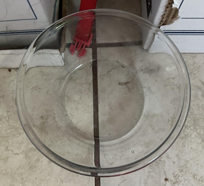 Success: an empty bowl- licked clean