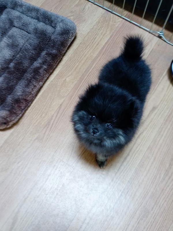 Good option for teeny toy breed puppies!