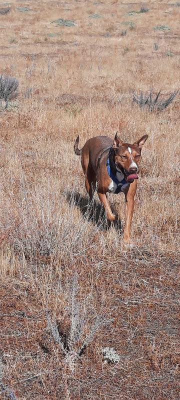 Roxie girl 2017-2023
