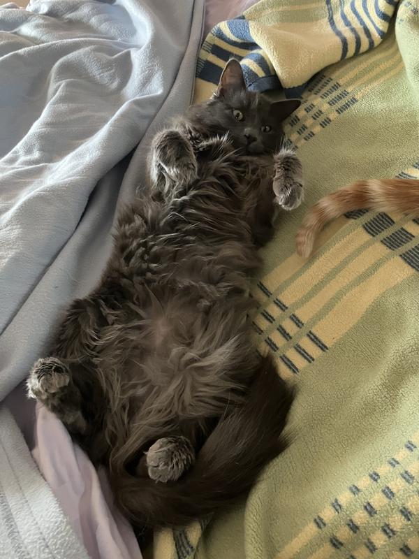 Zoe waiting for her treat