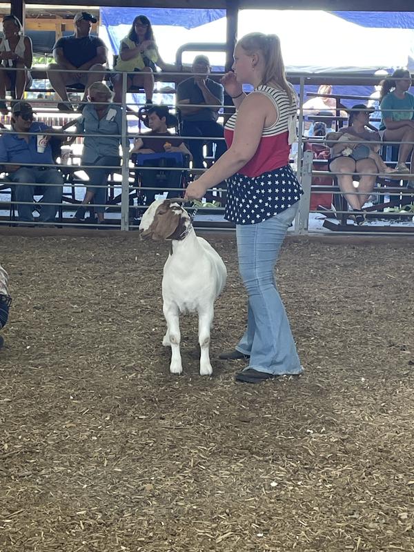 Show goat