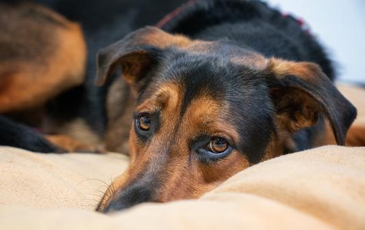 Athena, photo by Windhound Photography.