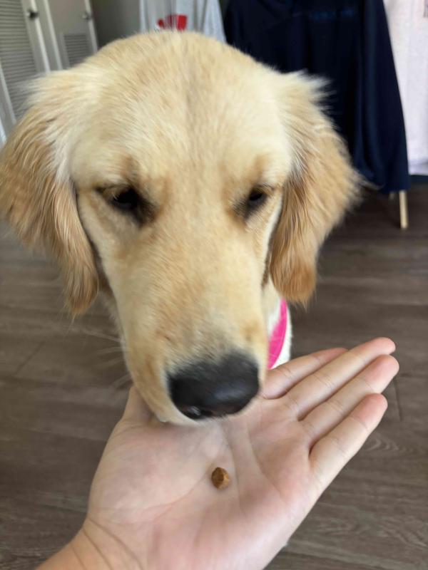 year old golden retriever puppy for scale