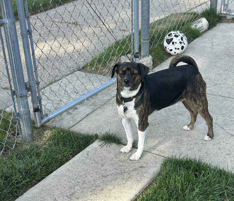 My little guard dog.❤️