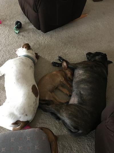 My foster failures