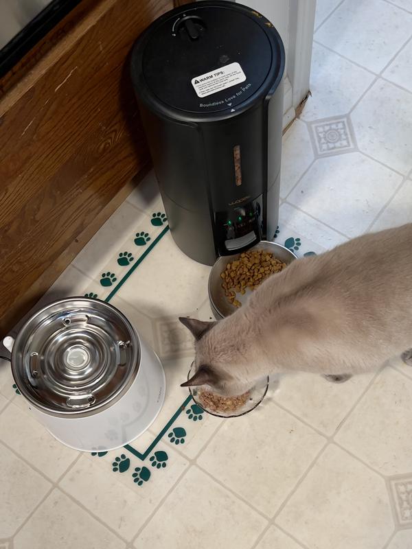 Heidi licking her bowl clean