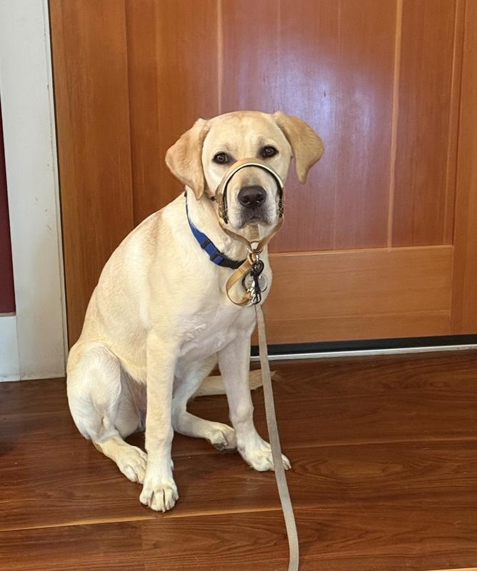 Nettie V loves her Halti!