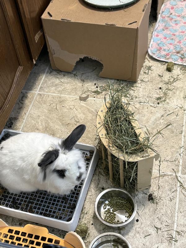 I fill Lilac & Thumpers hay box by morning.