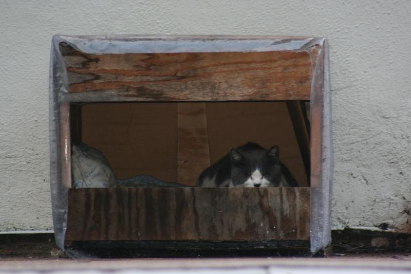 Pinto with homemade shelter before new cat house