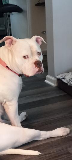 Rosa, our 3-year old American bulldog.