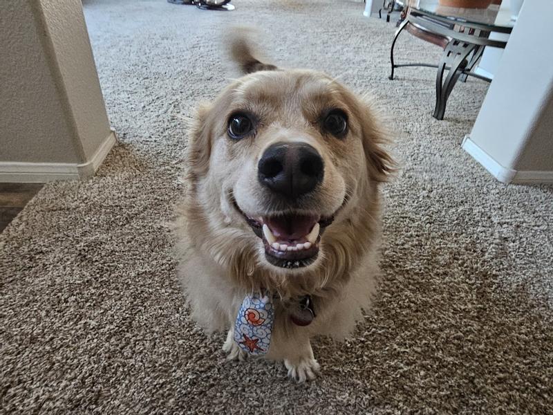 Chewy makes my Milo smile-o!