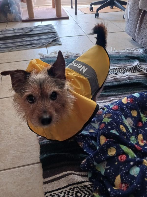 Frisco rainy days dog raincoat store