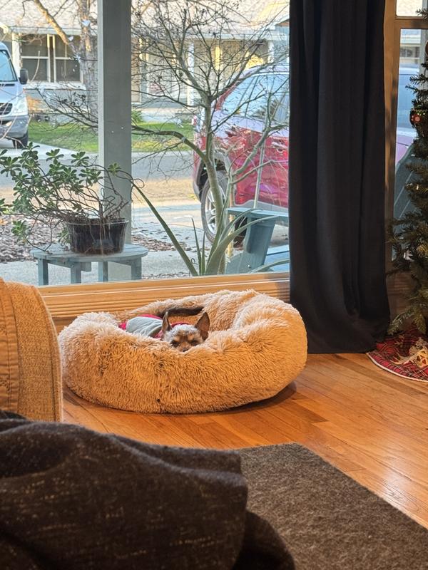 The bed is way too big for Mr. Pickles but he’s obsessed