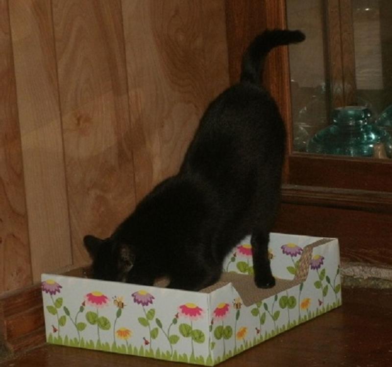 FRISCO StepIn Cat Scratcher Toy with Catnip, Blue Daisies