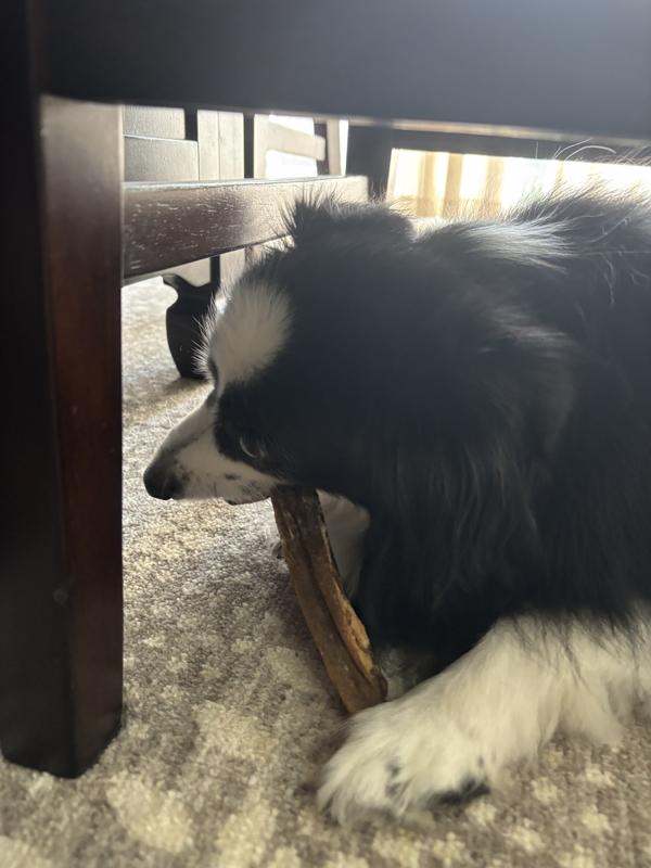 7 year old dog is enjoying