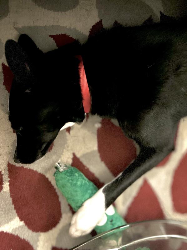 Laney has stolen the beloved pickle and made it her snuggle buddy