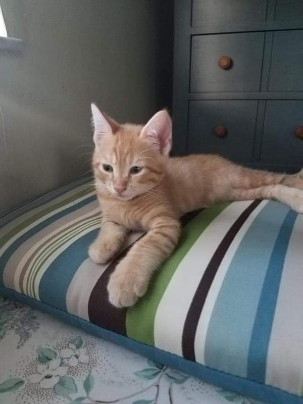 Baby, when she was a kitten