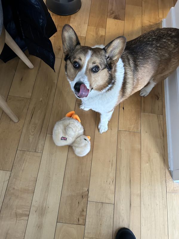 Guarding his bestie!