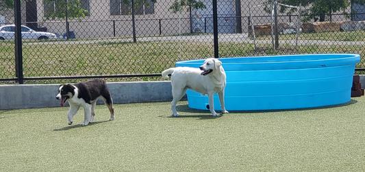 Dogs at play