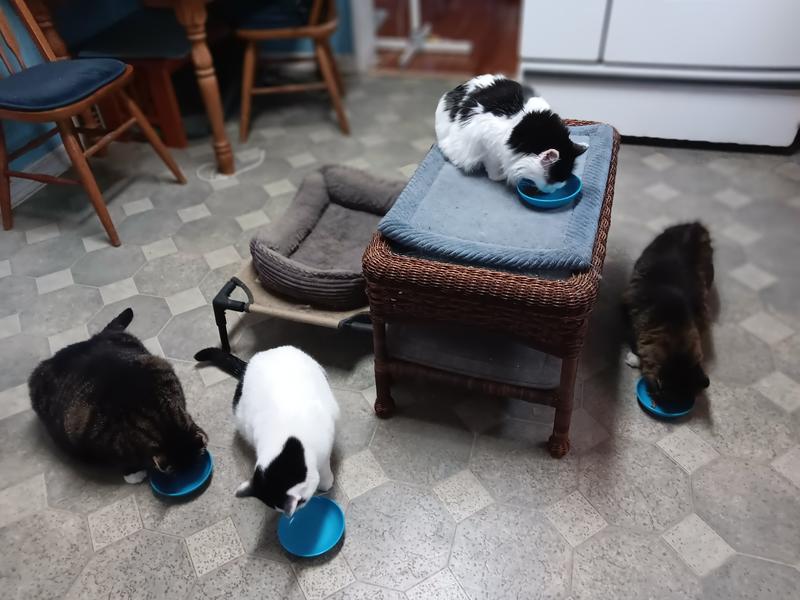 Snack time- they love it.