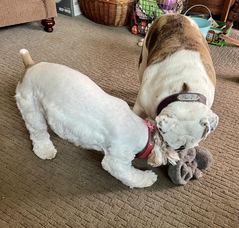 Rio & Kvéta tug-o-war