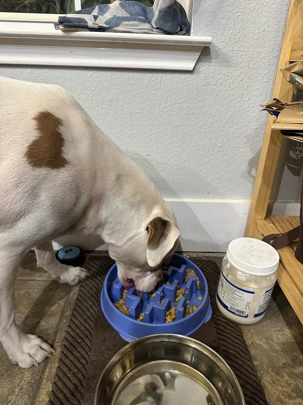 Peaches the pibble eating much slower