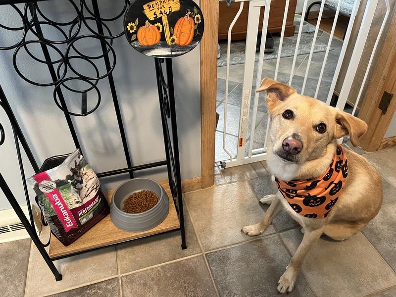 Waiting patiently for her yummy food!