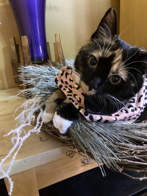 You can see one of the velcro straps here.