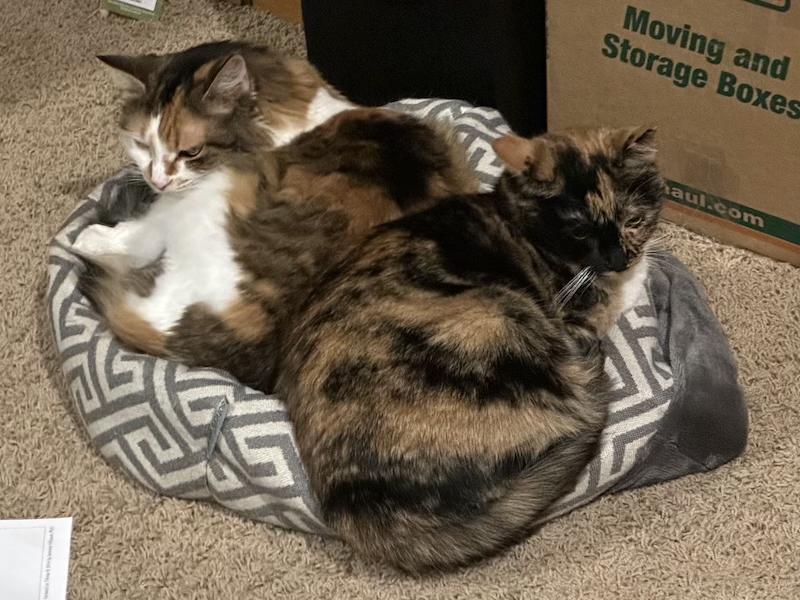 Cats getting along with Jackson Galaxy Solutions drops