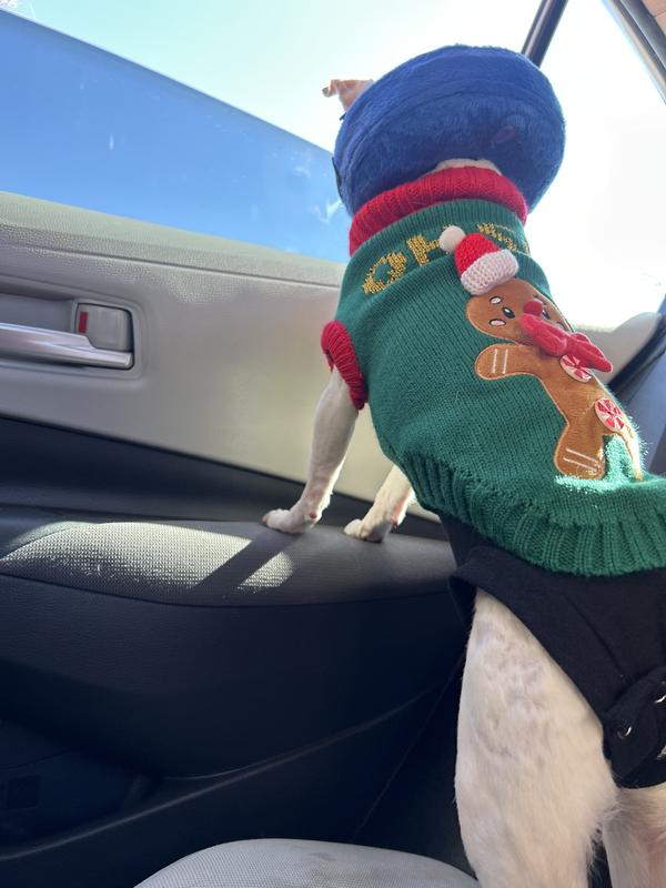 My dog with this product on