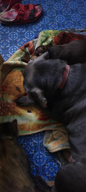 Zues n Princess enjoying a chew