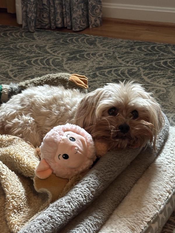 Tashi with his new friend Rosie