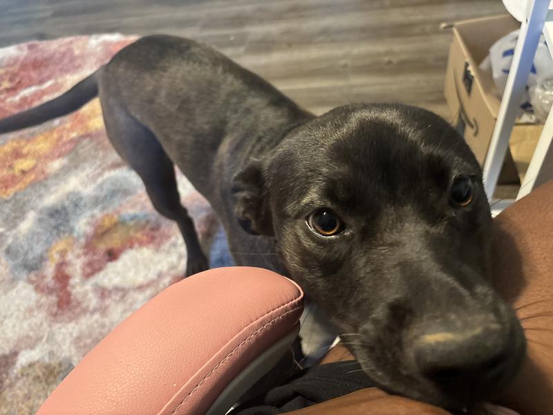 Here is jaws destroyer of everything comfortable