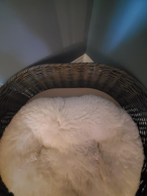 Cushion too small for medium bed