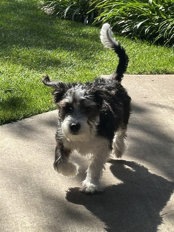 Rosco running to get in the house to chew on his Avocado chew toy!!