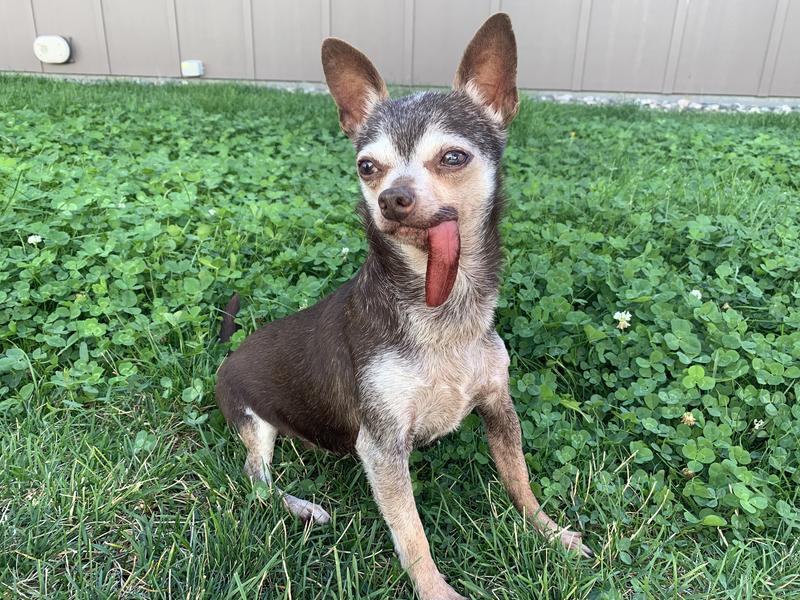 The always-out tongue