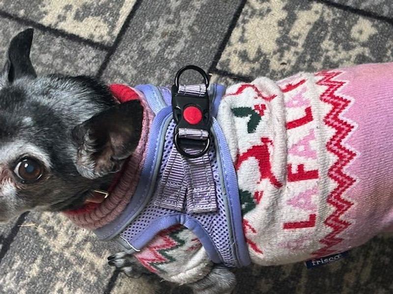 Stella in her New Harness over her Sweater Keeping Warn