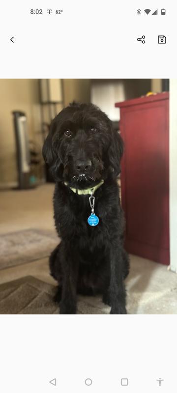 Bailey after playing with the Ball toy